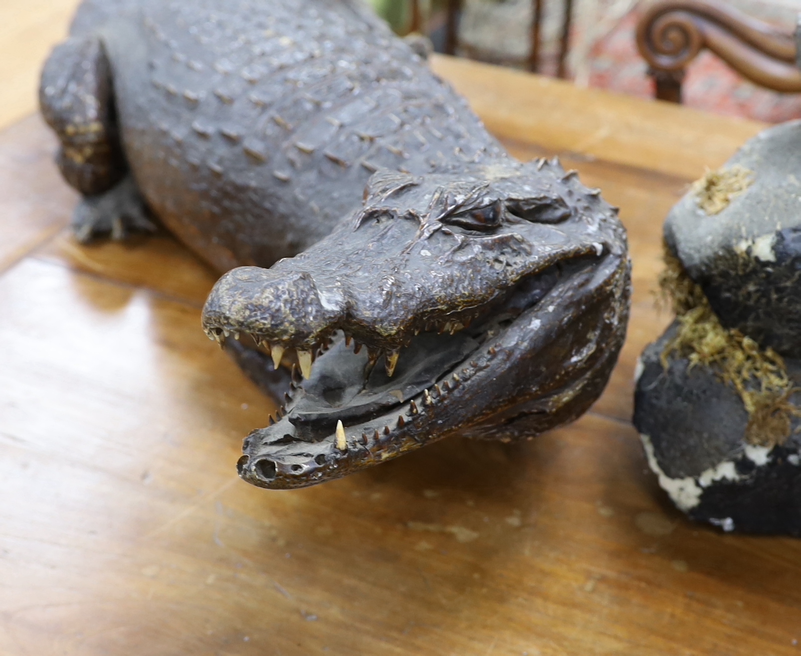 A taxidermy late 19th century Nile crocodile, approximately 92cm long